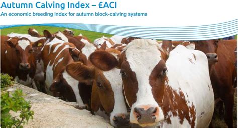 AHDB Dairy On Twitter Not Sure If The New Autumn Calving Index ACI