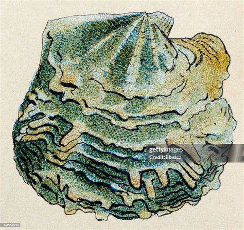 Pinctada Margaritifera Animals Antique Illustration High Res Vector