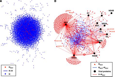 Graphical Representation Of The HCVhuman Interaction Network A