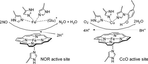 A Functional Nitric Oxide Reductase Model Pnas