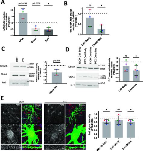 Global And Local Prr7 Down Regulation At Both RNA And Protein Levels By