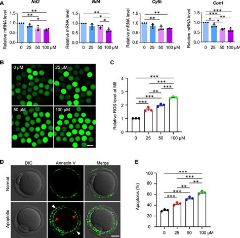 Frontiers Aristolochic Acid I Exposure Decreases Oocyte Quality