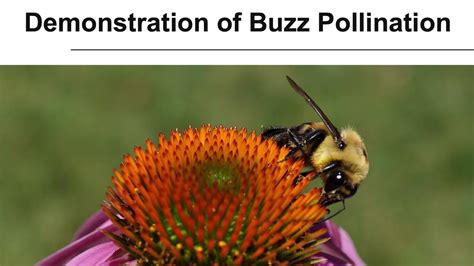 Growing Gardeners Demonstration Of Buzz Pollination Youtube