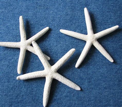 Nautical Decor Shell Magnets Beach Decor Starfish Magnets 6pc On Luulla