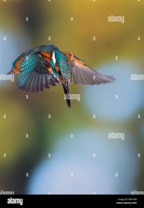 Kingfisher Hunting Stock Photo Alamy