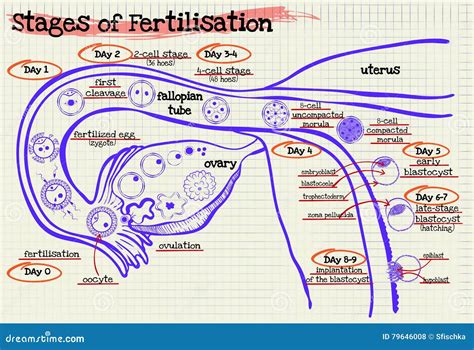 Internal Fertilization Diagram