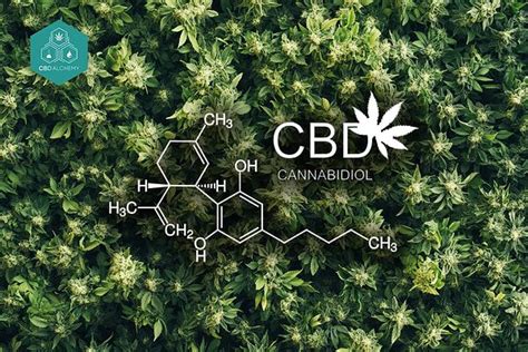 Cbd Qué Es Guía Completa De Beneficios Y Efectos