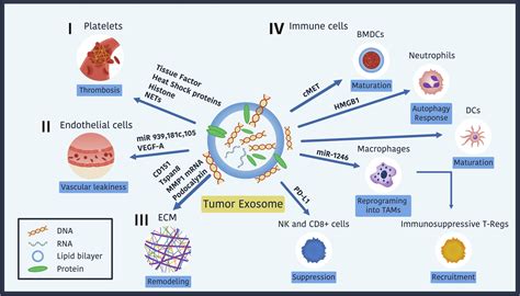 Exosome Mediated Metastasis Communication From A Distance