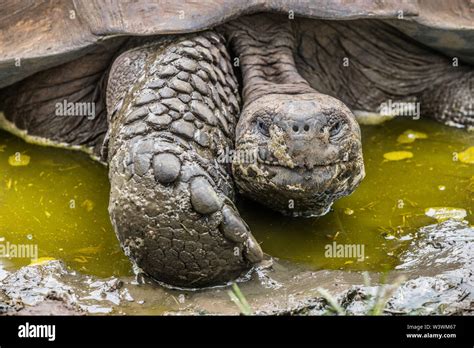 Tortuga Gigante De Galápagos En La Isla Santa Cruz En Las Islas