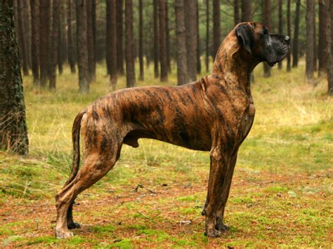 Great Dane Spirit Animal Totems Messages And Dreams
