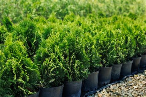 Premium Photo Rows Of Pots With Green Seedlings Of Thuja Smaragd In