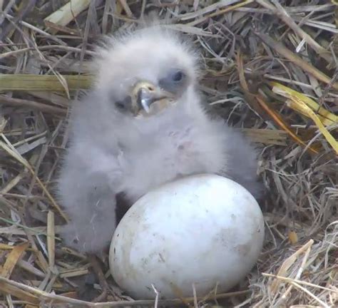 Harmony 2013 MNBound Bald Eagle Nest Cam Eagles Live, Bald Eagles, All