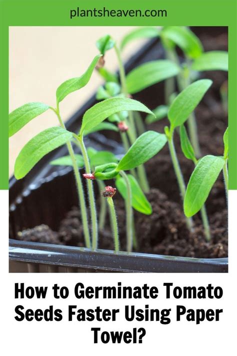 Here S How To Germinate Tomato Seeds Faster A Quick Guide Tomato