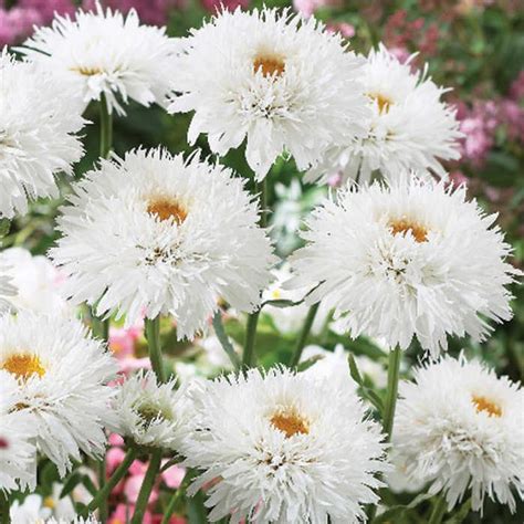 Leucanthemum Superbum Crazy Daisy Margarida Louca Dobrada Margarida