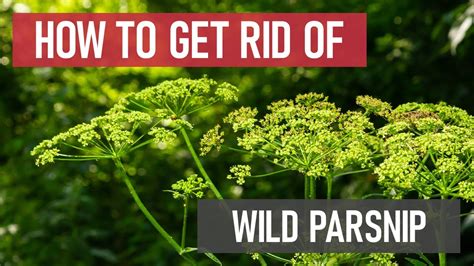 Wild Parsnip Control How To Get Rid Of Wild Parsnips Diy Wild