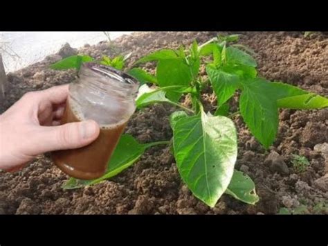 Подкормка сладкого перца после высадки, которая творит чудеса! - YouTube