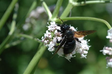 Abeille Charpenti Re Xylocopa Violacea Biodiv Crins Parc