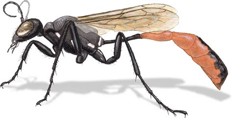 Insect Leg Anatomy