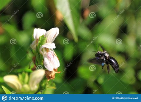 A Large Black Bee Closeup Flying Over The Flower Stock Image Image