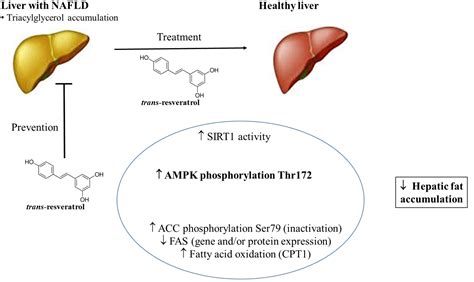 Ijms Free Full Text Involvement Of 5′amp Activated Protein Kinase Ampk In The Effects Of