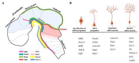 Signaling and morphogens involved in midbrain and mDA neuron ...