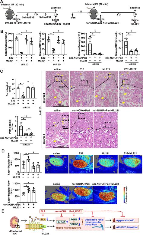 Pdf Tubular Elabela Apj Axis Attenuates Ischemia Reperfusion Induced