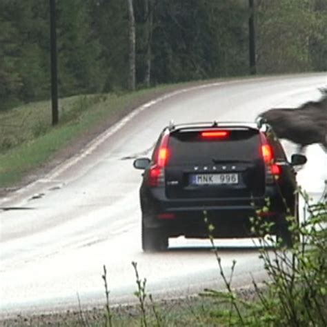 Polisen Så Gör Du Vid En Viltolycka Svt Nyheter