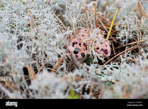 Mushroom Blood Bleeding Drops Hi Res Stock Photography And Images Alamy