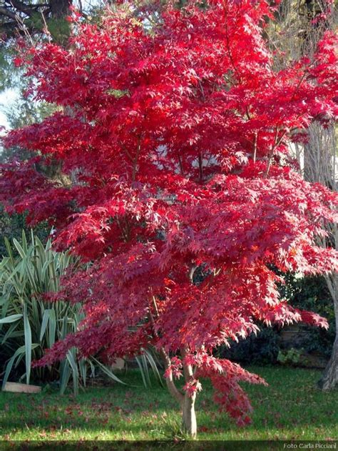 Acer Palmatum Atropurpureum Acer Pinterest Sun Seed Pods And To Remove