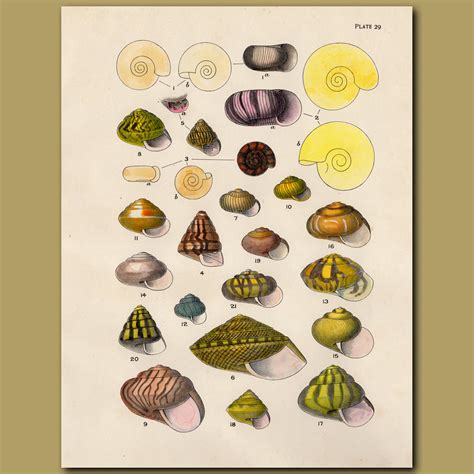 Seashell Identification Chart
