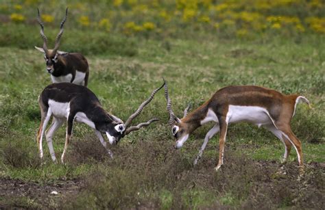 Blackbuck Hunting Texas Archives Stone Creek Ranch