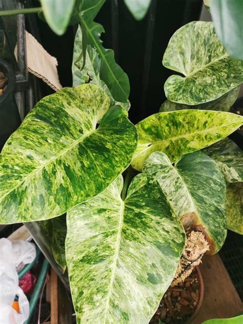 Philodendron Giganteum Blizzard Furniture Home Living Gardening