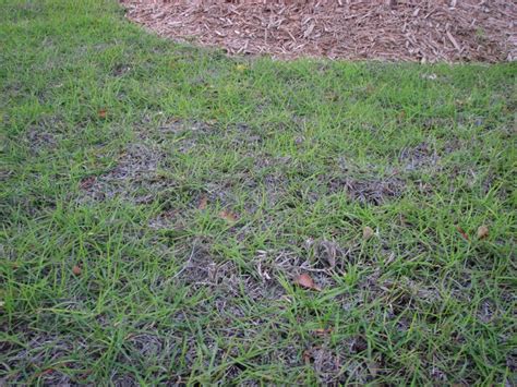 Centipedegrass – Overwatered | Walter Reeves: The Georgia Gardener