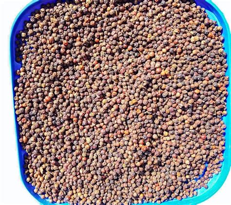 Variety Tellicherry India Black Pepper Bold Packaging Size Kg At