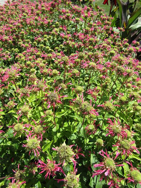 Monarda Didyma Coral Reef The Royal Botanical Gardens Ar Flickr