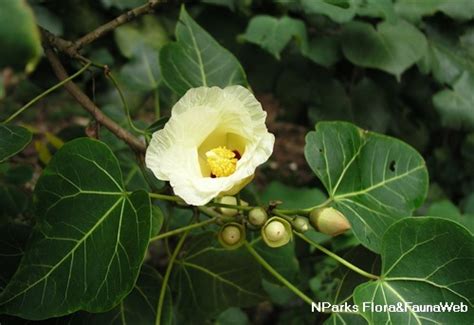 Thespesia Populnea Flower