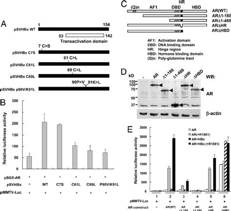 Functional Characterization Of HBx And AR Regions Responsible For