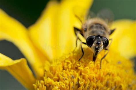 Abeja Imagen De Archivo Imagen De Macro Amarillo Cubo 173957