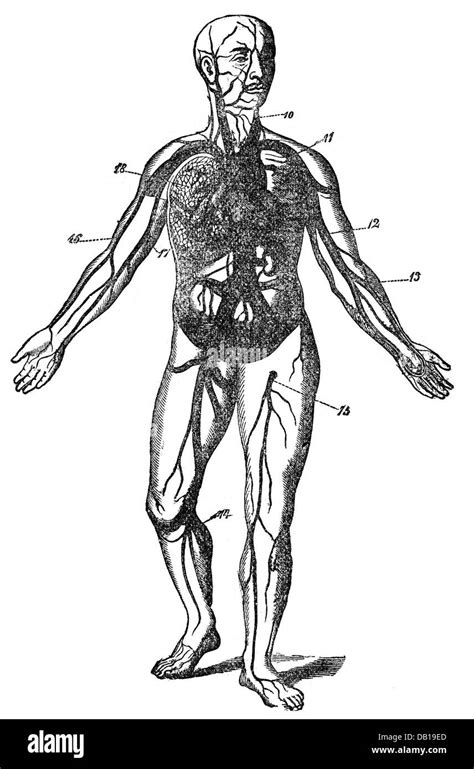 Blutkreislauf bild Schwarzweiß Stockfotos und bilder Alamy