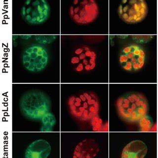 Subcellular Localization Of Gfp Fusion Proteins Transient Expression