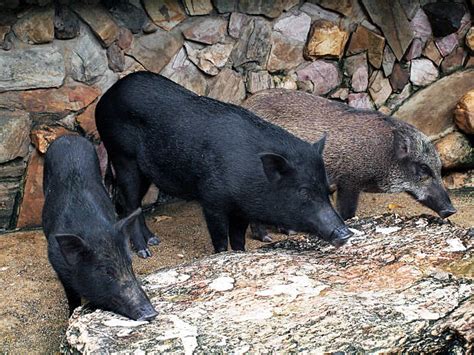 Wild Pig Razorback Hog Stock Photos, Pictures & Royalty-Free Images - iStock