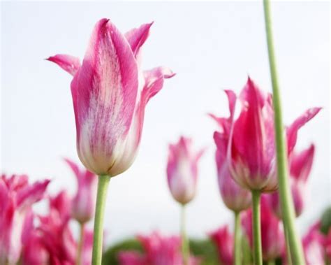 Free Tulip Wallpaper Screensavers - WallpaperSafari