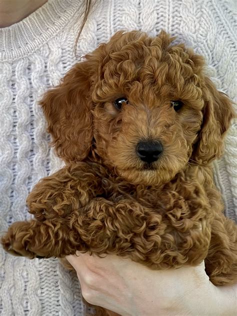 Essies Large Miniature Red AKC Poodle Puppies All Adopted As Of June