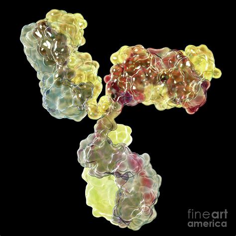 Immunoglobulin G Antibody By Kateryna Kon Science Photo Library