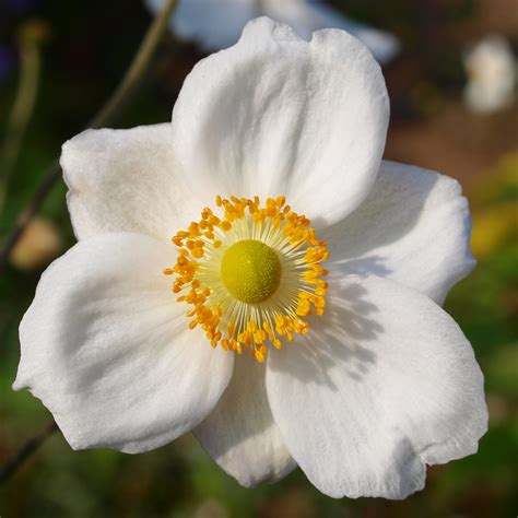 A Close Up Of A White Japanese Anemone This Plant Anemone Flickr