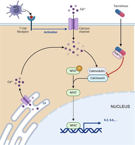 Mechanism of Action (MOA) of Tacrolimus | BioRender Science Templates