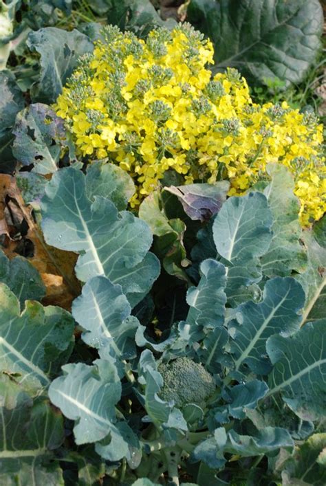 Broccoli flower - World Crops Database