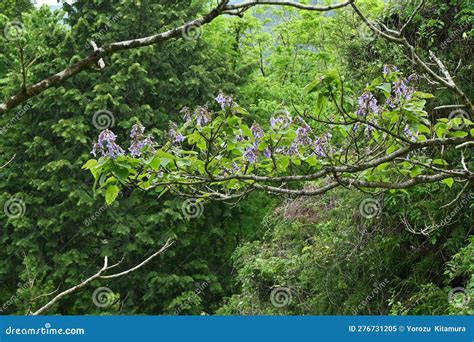 Paulownia Tree ( Paulownia Tomentosa ) Flowers. Stock Image - Image of ...