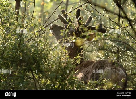 Deer In Spring Stock Photo Alamy