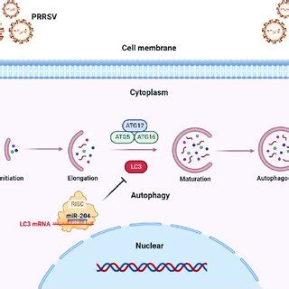 The Expression Of MiR 204 Remains Unchanged During PRRSV Infection A